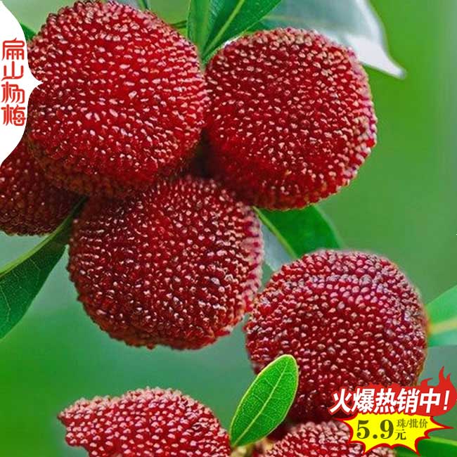 早熟楊梅苗大東魁 云南昆明水晶楊梅苗培育 昆明批發3元/珠