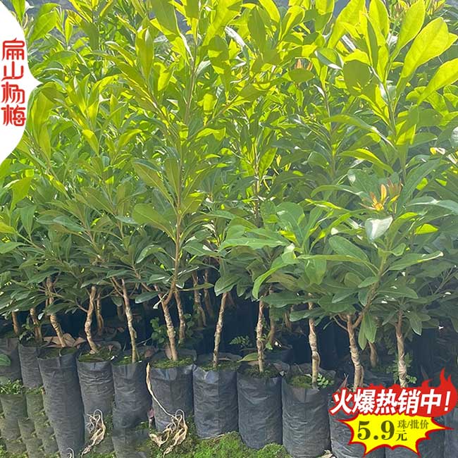 陽泉楊梅小杯苗批發