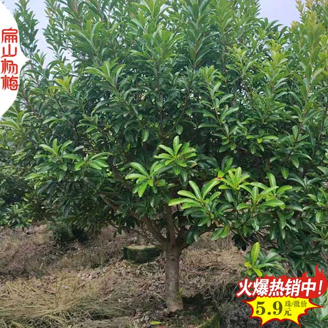 福建荸薺楊梅杯苗
