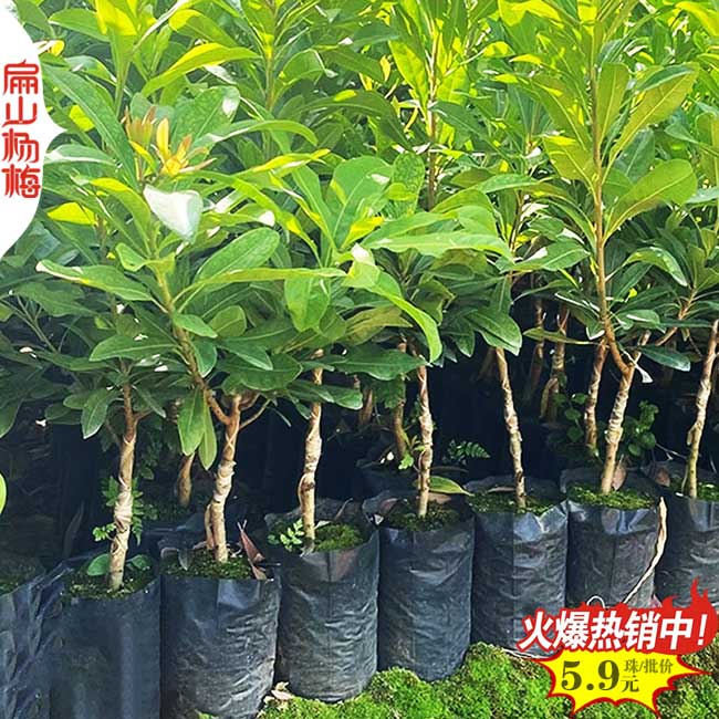福建水晶楊梅小杯苗