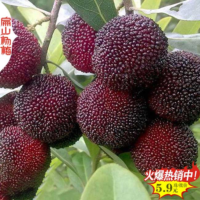 湖南烏酥楊梅苗批發