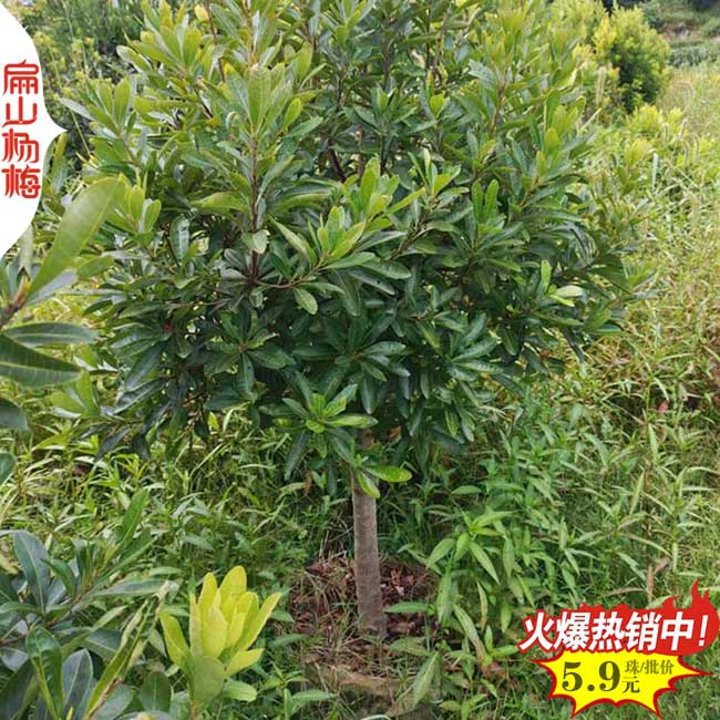 上饒楊梅樹批發