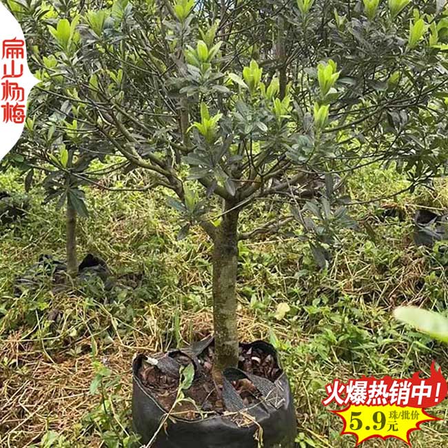 衢州早熟楊梅苗批發