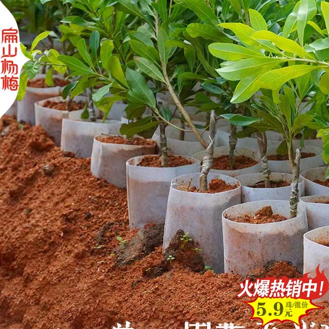 金華荸薺楊梅中杯苗