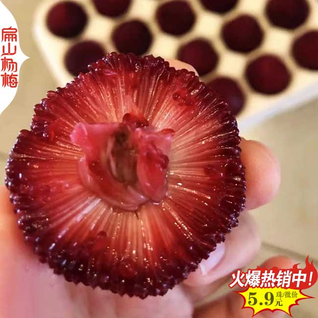 金華2號楊梅苗