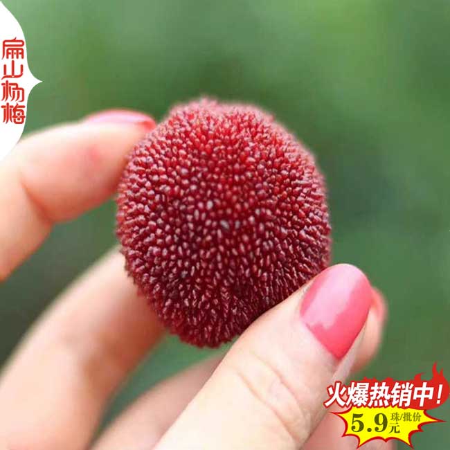 咸寧東魁楊梅苗批發