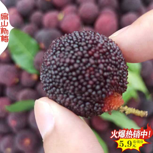 咸寧楊梅苗批發