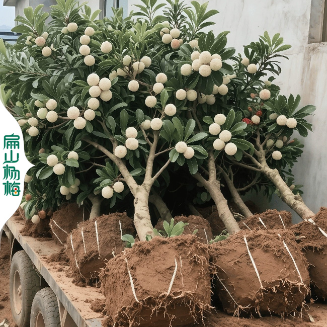 福建水晶楊梅苗