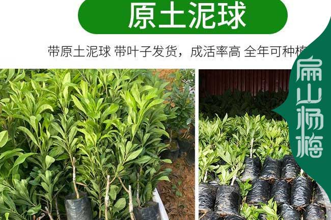 三明尤溪楊梅苗 三明水晶東魁黑高峰小杯苗營養袋裝苗50CM起