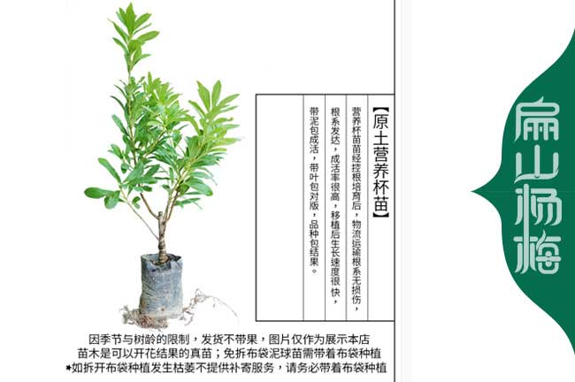 廣西東魁楊梅小杯苗批發