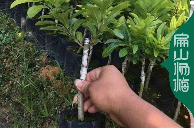 貴州嫁接楊梅小杯苗