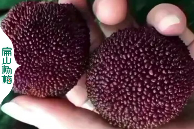 福州荸薺東魁大黑炭楊梅苗銷售：規格價格與種植技術解析40-80CM