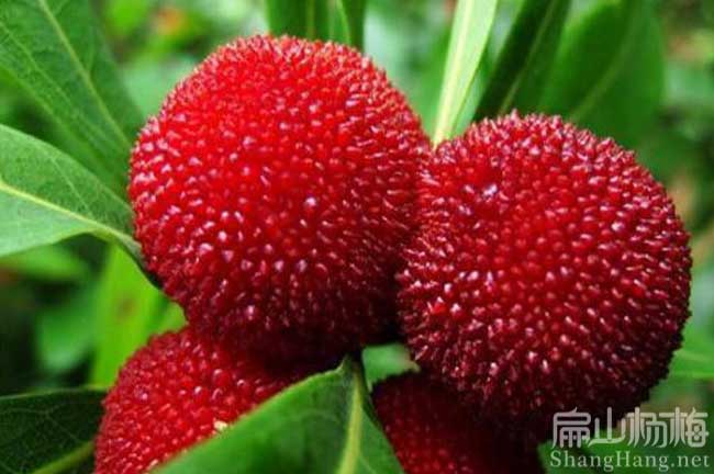 大北海賣楊梅苗培育基地批發 適合種植港銀海合浦海城2元
