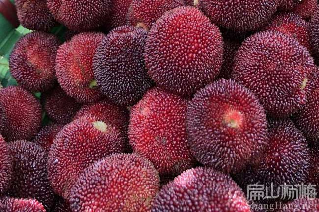 黑炭楊梅批發