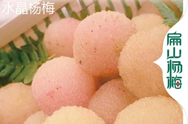 特早熟和晚熟楊梅苗 邵陽東魁西山白楊梅樹苗培育批發6元/珠