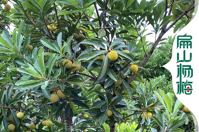 早熟保山楊梅苗.大果紅花油茶樹小杯苗 培育批發價1-2元50CM