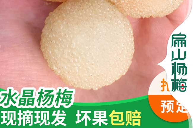 涼山水晶楊梅苗批發