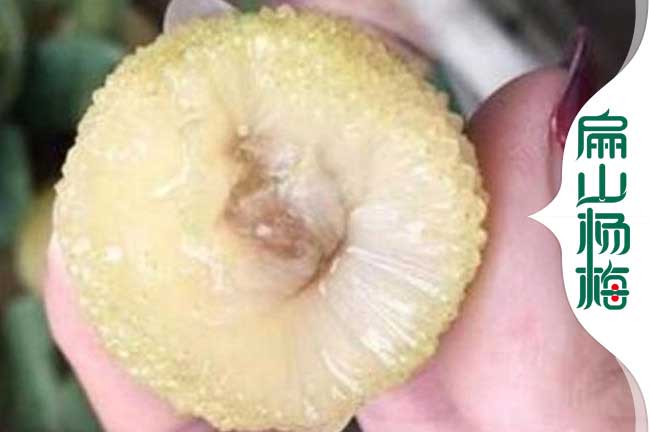 邢臺白楊梅批發
