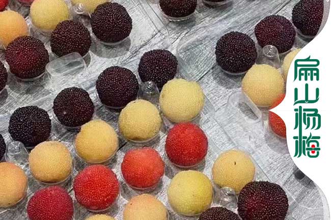 [1號紹興二都白楊梅苗批發]紹興永樹冠烏酥楊梅歡迎您6元/珠