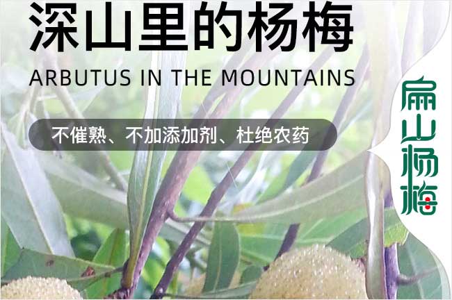 內江深山里的楊梅