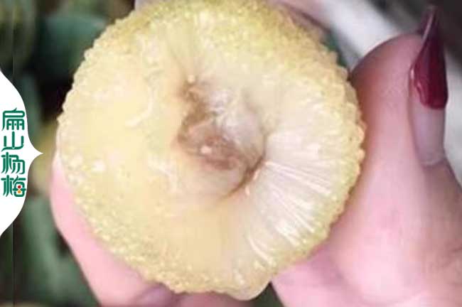 廣西水晶楊梅價格