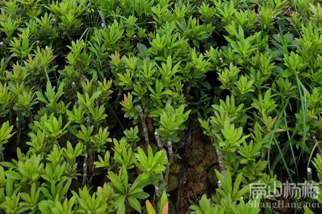 廣州楊梅苗批發