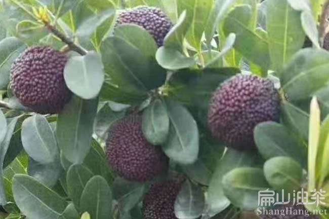 柳州東魁楊梅秕發