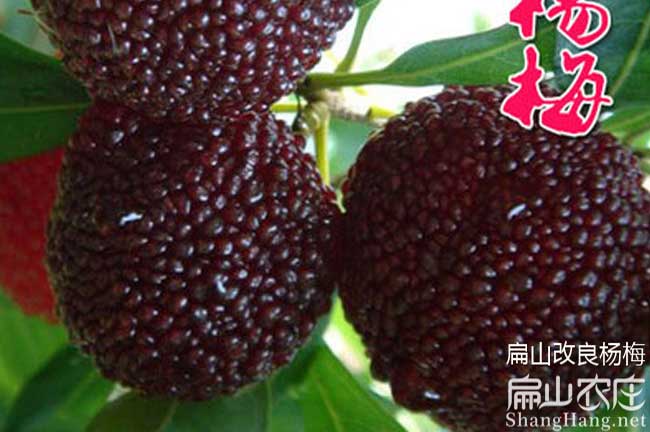 東魁楊梅苗批發
