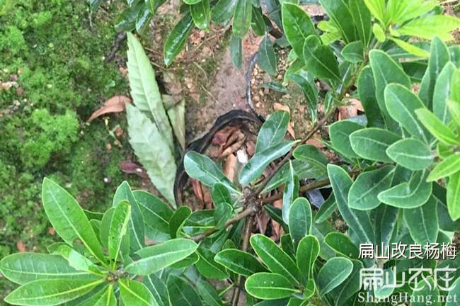 資陽楊梅苗批發大黑炭東魁 資陽楊梅苗種植基地-扁山油茶