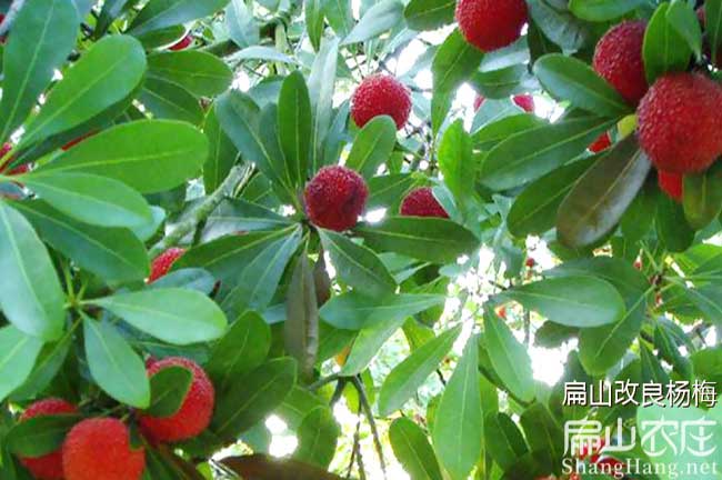 Y岳陽楊梅苗批發 岳陽楊梅苗批發云溪君山湘陰-扁山油茶