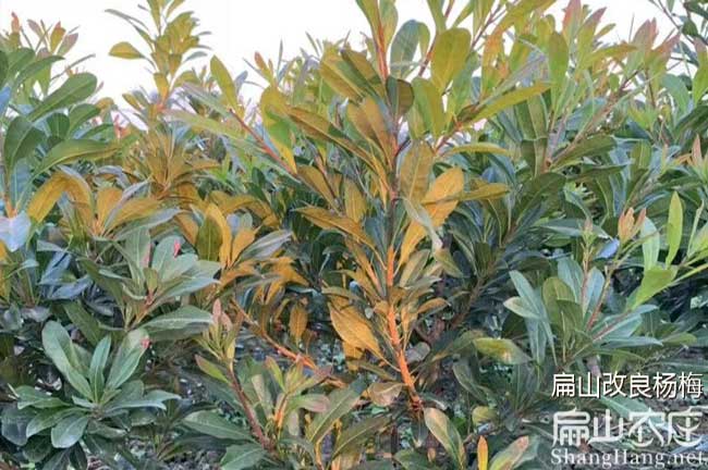 福建早晚熟楊梅苗批發龍巖 福建東魁白水晶黑高峰烏梅6元/ke