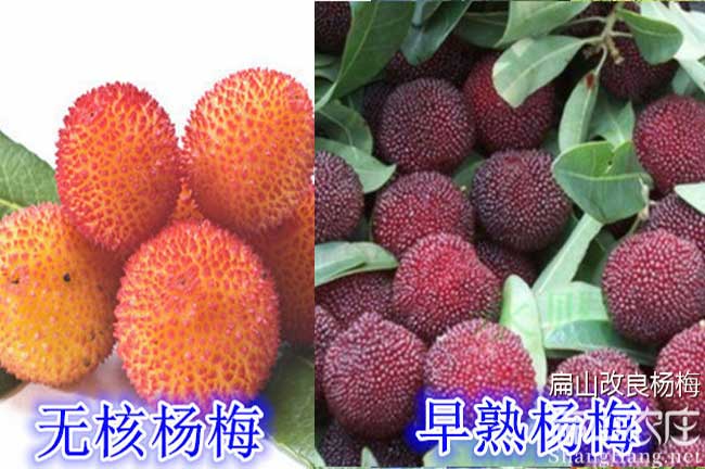 永州大黑炭楊梅苗批發 YZ永州東魁楊梅苗批發-扁山油茶