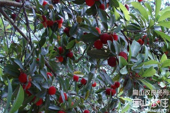 福建楊梅苗批發