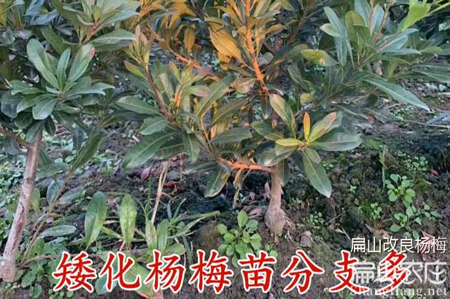 福建早晚熟楊梅苗批發龍巖 福建東魁白水晶黑高峰烏梅6元/ke