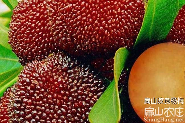 畢節楊梅種植