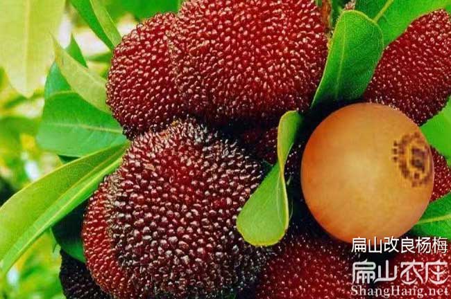 乒乓球楊梅