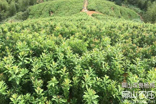 臺州楊梅苗批發