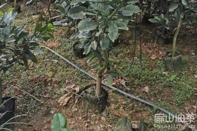 福州橘子樹苗批發