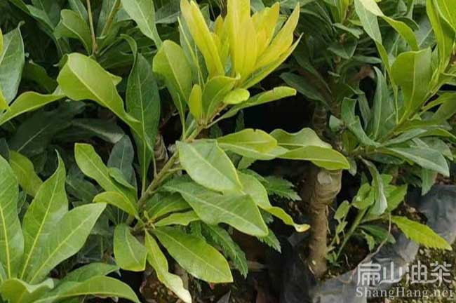 柳州楊梅苗批發