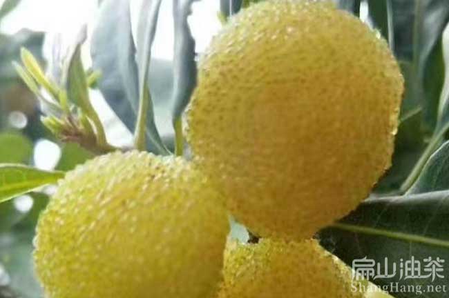 龍巖糯米楊梅苗
