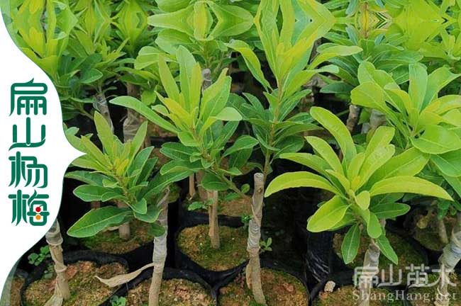 麗水楊梅杯苗批發