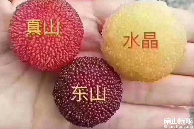 10萬畝水晶東魁楊梅種植的方法 福建規模楊梅種植前景-扁山楊梅