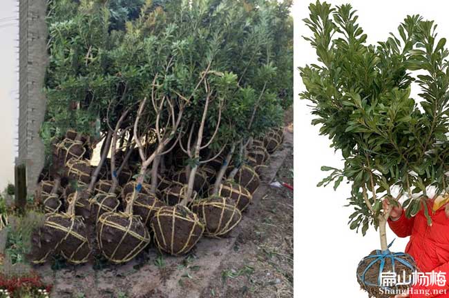 楊梅種植技術