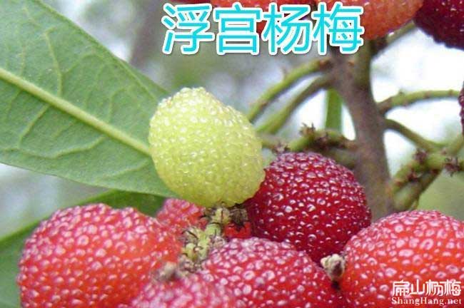 湖北1-3-2-4-5-6年東魁楊梅苗批發價錢多少錢一棵黃石-扁山楊梅