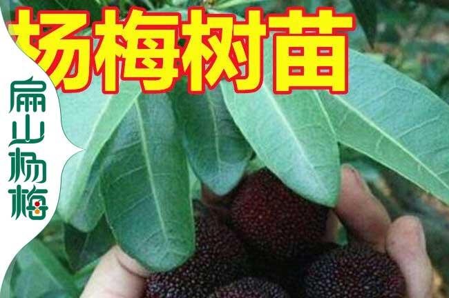 海南楊梅苗批發
