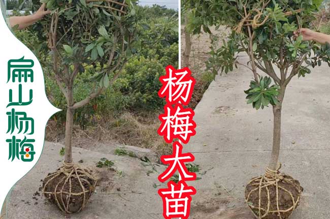 黃巖1年楊梅苗批發