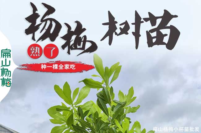 韶關楊梅苗培育