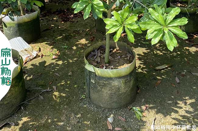 畢節楊梅中杯苗批發