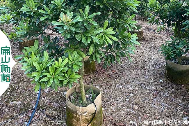 新型 韶關1-2年小油茶苗批發.巨大果楊梅苗培育.價格1元一珠