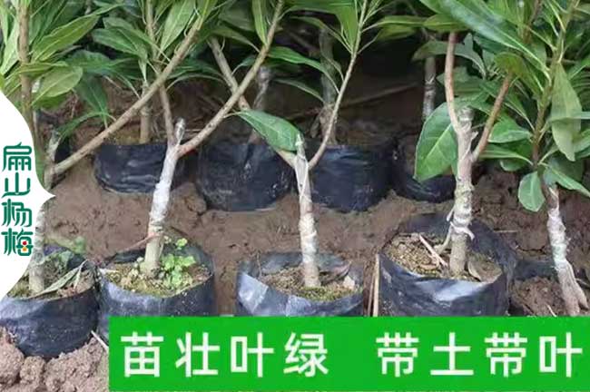 潮州楊梅小杯苗批發